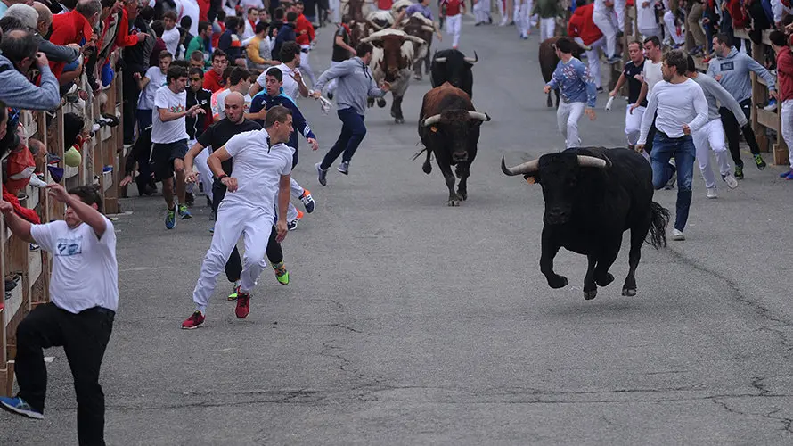 La toros de la ganaderia castellana de Antonio San Roman protagonizan el penultimo encierro de Sangüesa. MIGUEL OSÉS (8)