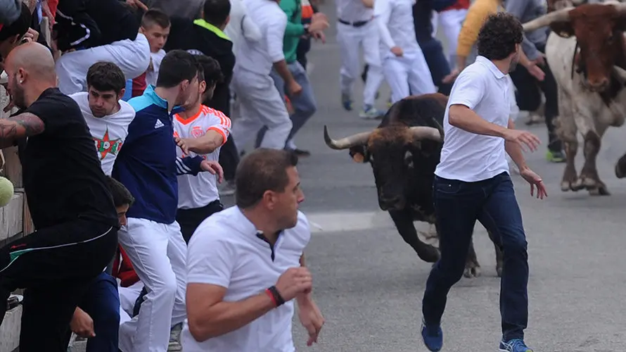 La toros de la ganaderia castellana de Antonio San Roman protagonizan el penultimo encierro de Sangüesa. MIGUEL OSÉS (9)