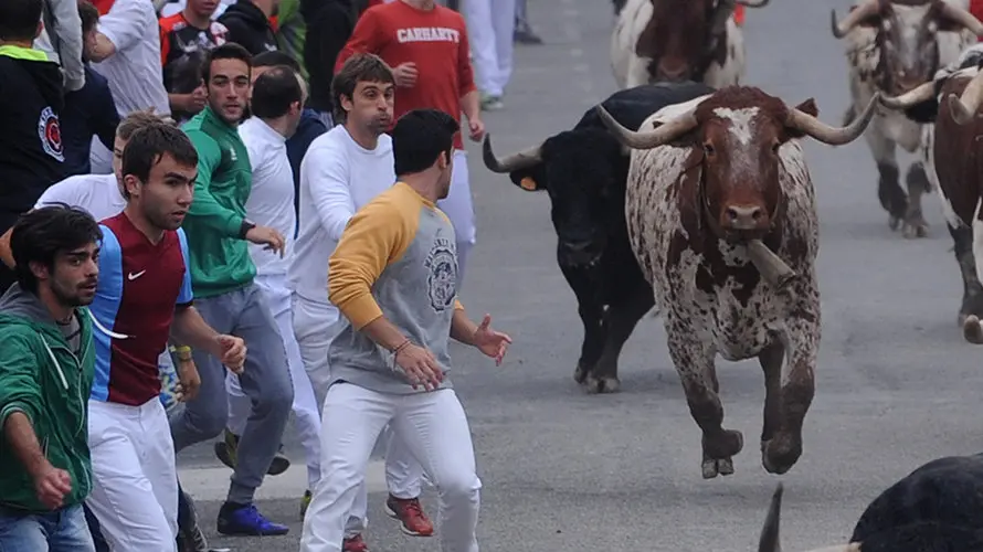 La toros de la ganaderia castellana de Antonio San Roman protagonizan el penultimo encierro de Sangüesa. MIGUEL OSÉS (11)