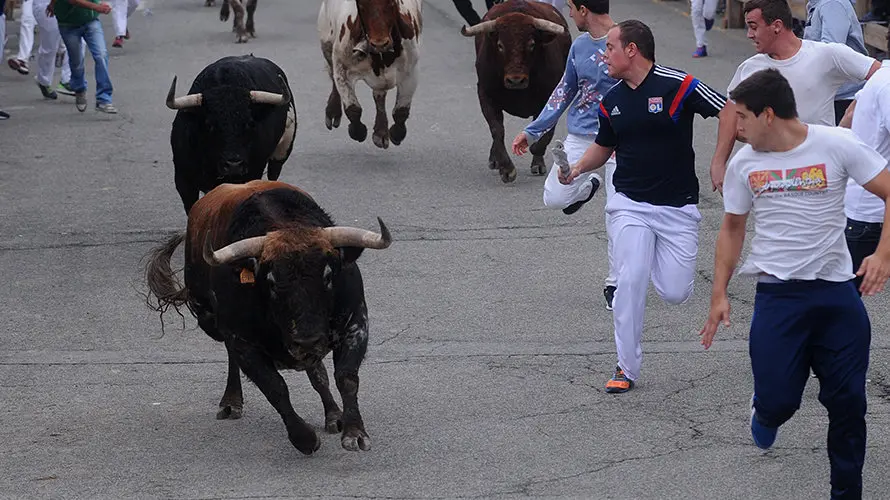 La toros de la ganaderia castellana de Antonio San Roman protagonizan el penultimo encierro de Sangüesa. MIGUEL OSÉS (12)