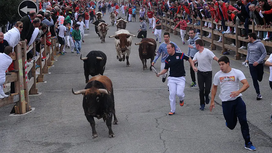 La toros de la ganaderia castellana de Antonio San Roman protagonizan el penultimo encierro de Sangüesa. MIGUEL OSÉS (13)