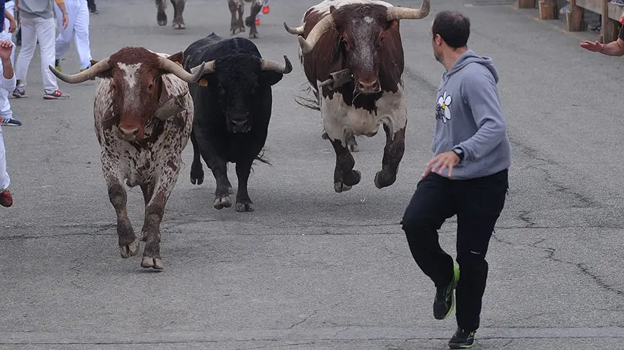 La toros de la ganaderia castellana de Antonio San Roman protagonizan el penultimo encierro de Sangüesa. MIGUEL OSÉS (14)