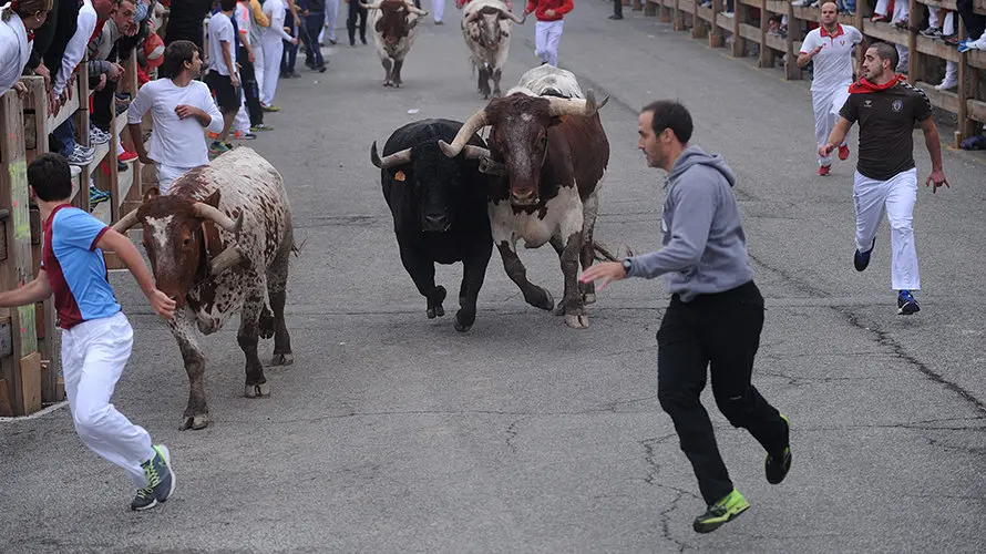 La toros de la ganaderia castellana de Antonio San Roman protagonizan el penultimo encierro de Sangüesa. MIGUEL OSÉS (15)