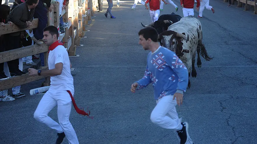 Último encierro de Sangüesa con los toros de Eladio Vegas. MIGUEL OSÉS (10)