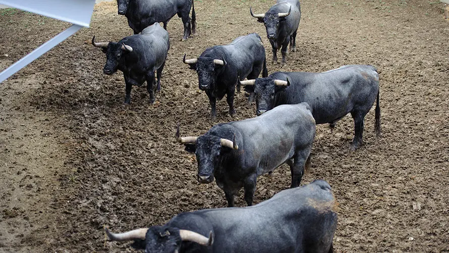 Los toros de José Escolar para el segundo encierro de San Fermín 2017 descansan en los corrales del Gas de Pamplona. MIGUEL OSÉS (1)