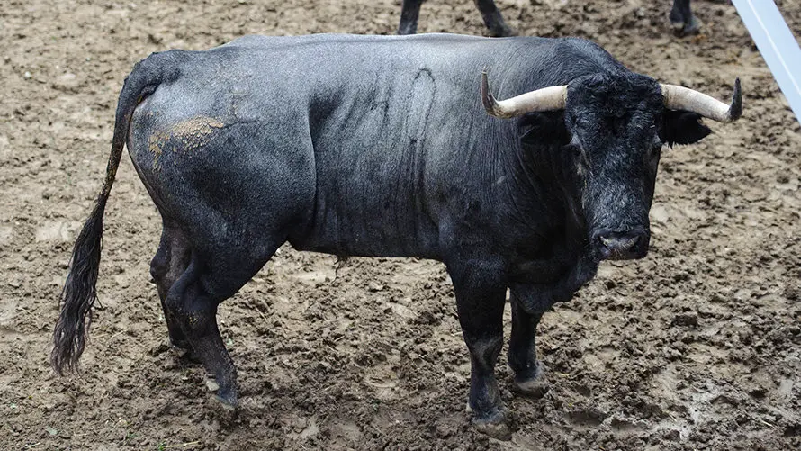 Los toros de José Escolar para el segundo encierro de San Fermín 2017 descansan en los corrales del Gas de Pamplona. MIGUEL OSÉS (2)