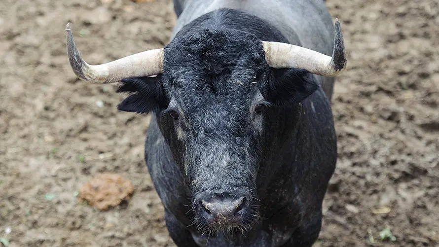 Los toros de José Escolar para el segundo encierro de San Fermín 2017 descansan en los corrales del Gas de Pamplona. MIGUEL OSÉS (3)