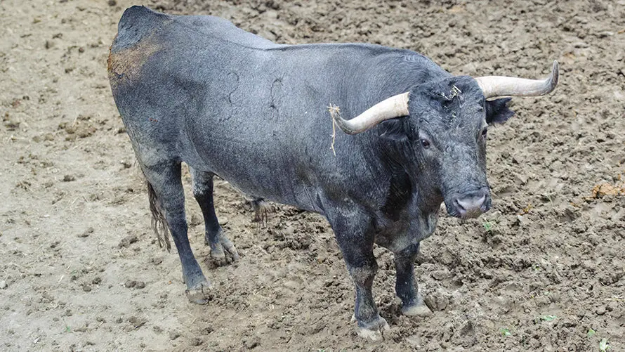 Los toros de José Escolar para el segundo encierro de San Fermín 2017 descansan en los corrales del Gas de Pamplona. MIGUEL OSÉS (4)