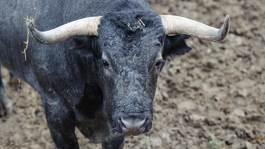 Los toros de José Escolar para el segundo encierro de San Fermín 2017 descansan en los corrales del Gas de Pamplona. MIGUEL OSÉS (5)