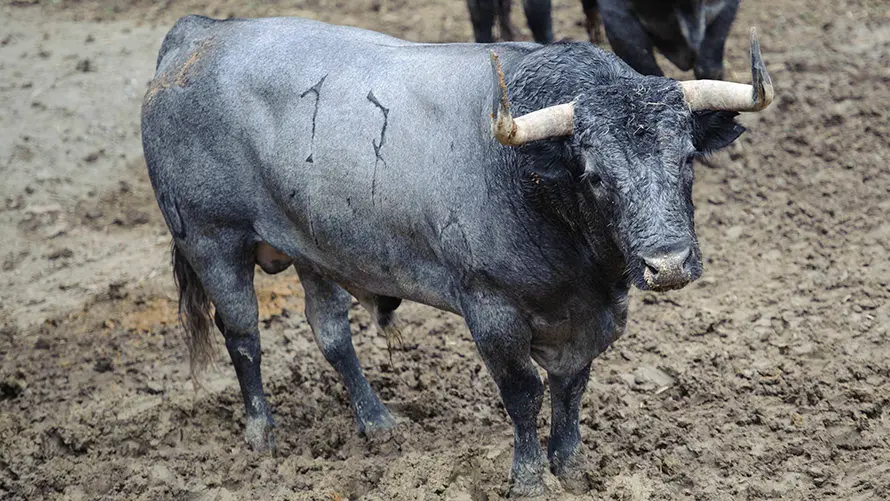 Los toros de José Escolar para el segundo encierro de San Fermín 2017 descansan en los corrales del Gas de Pamplona. MIGUEL OSÉS (6)