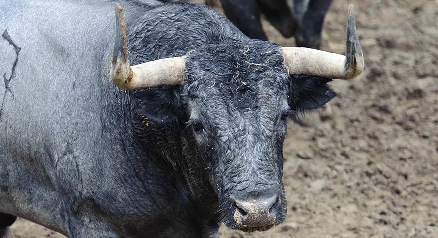 Los toros de José Escolar para el segundo encierro de San Fermín 2017 descansan en los corrales del Gas de Pamplona. MIGUEL OSÉS (7)