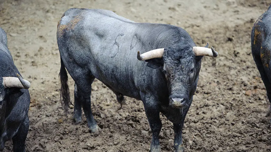 Los toros de José Escolar para el segundo encierro de San Fermín 2017 descansan en los corrales del Gas de Pamplona. MIGUEL OSÉS (8)