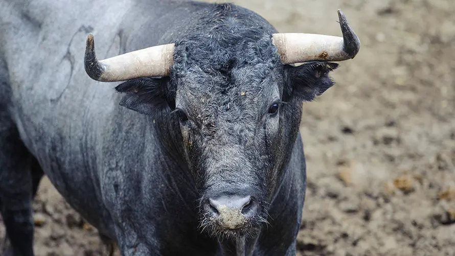 Los toros de José Escolar para el segundo encierro de San Fermín 2017 descansan en los corrales del Gas de Pamplona. MIGUEL OSÉS (9)
