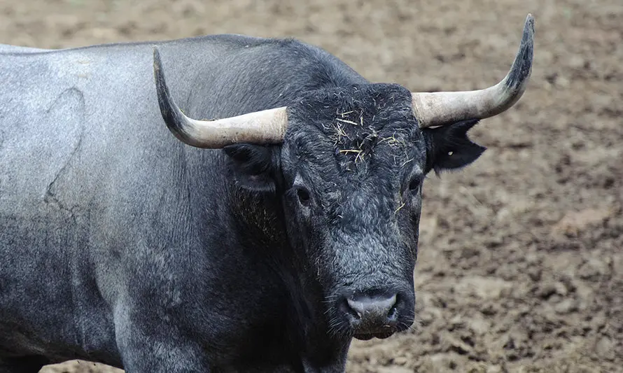 Los toros de José Escolar para el segundo encierro de San Fermín 2017 descansan en los corrales del Gas de Pamplona. MIGUEL OSÉS (11)