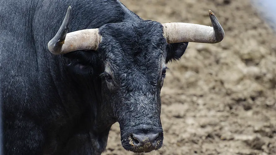 Los toros de José Escolar para el segundo encierro de San Fermín 2017 descansan en los corrales del Gas de Pamplona. MIGUEL OSÉS (12)