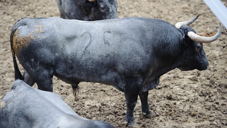 Los toros de José Escolar para el segundo encierro de San Fermín 2017 descansan en los corrales del Gas de Pamplona. MIGUEL OSÉS (13)