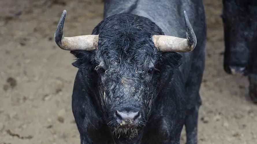 Los toros de José Escolar para el segundo encierro de San Fermín 2017 descansan en los corrales del Gas de Pamplona. MIGUEL OSÉS (15)