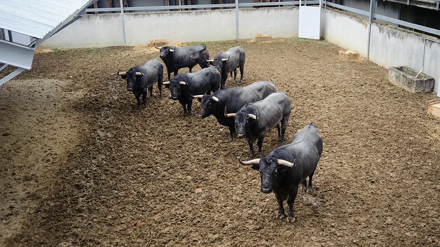 Los toros de José Escolar para el segundo encierro de San Fermín 2017 descansan en los corrales del Gas de Pamplona. MIGUEL OSÉS (16)