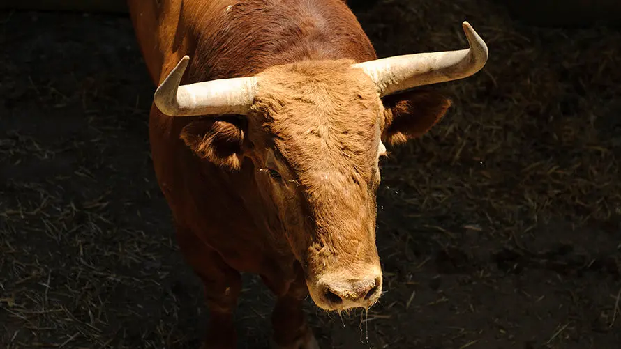 Ganadería Nuñez del Cuvillo. MIGUEL OSÉS_1