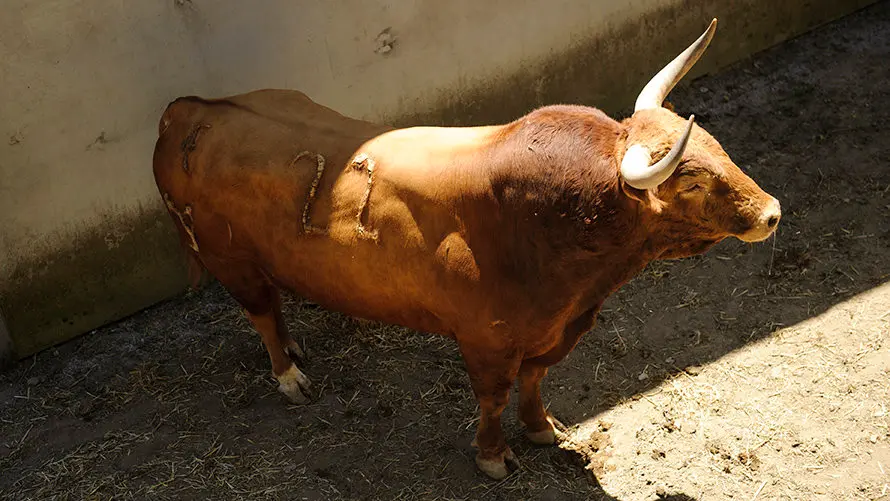 Ganadería Nuñez del Cuvillo. MIGUEL OSÉS_2