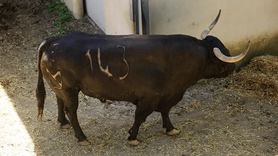 Ganadería Nuñez del Cuvillo. MIGUEL OSÉS_3