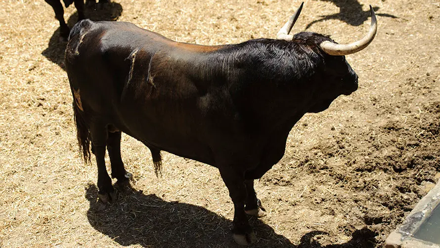 Ganadería Nuñez del Cuvillo. MIGUEL OSÉS_7