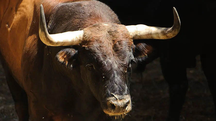 Ganadería Nuñez del Cuvillo. MIGUEL OSÉS_9