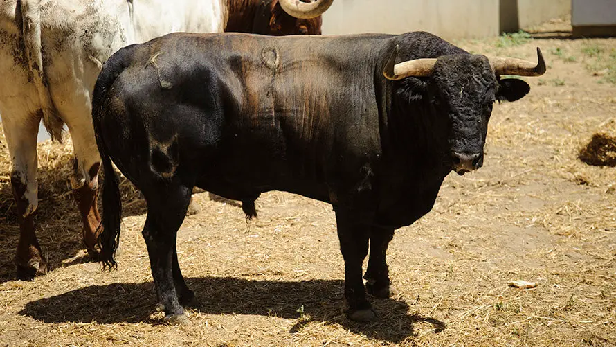 Ganadería Nuñez del Cuvillo. MIGUEL OSÉS_10