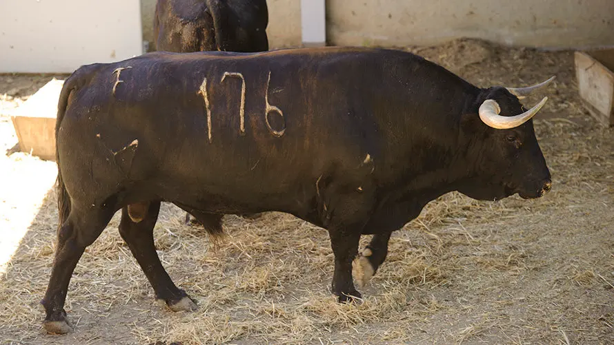 Ganadería Nuñez del Cuvillo. MIGUEL OSÉS_11
