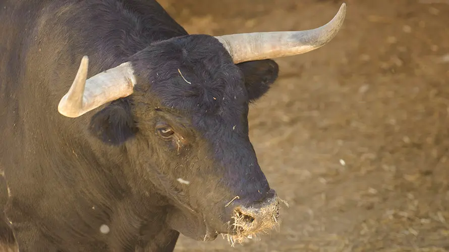 Ganadería Nuñez del Cuvillo. MIGUEL OSÉS_12