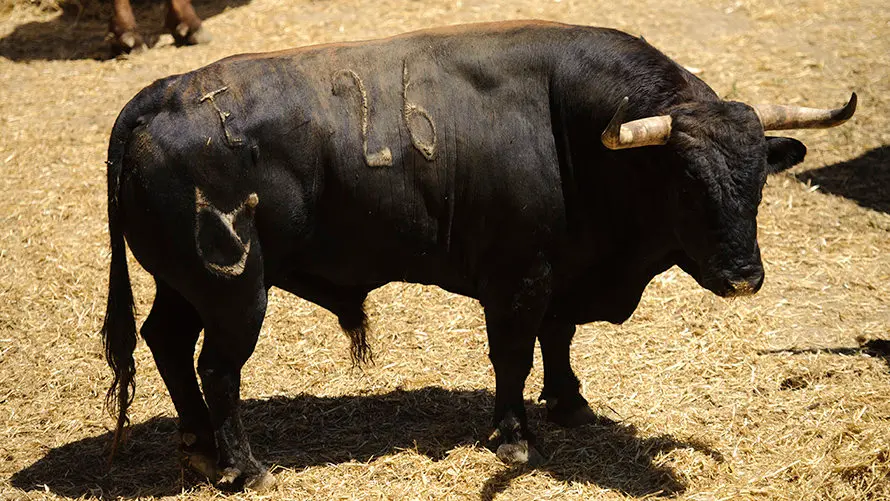 Ganadería Nuñez del Cuvillo. MIGUEL OSÉS_13