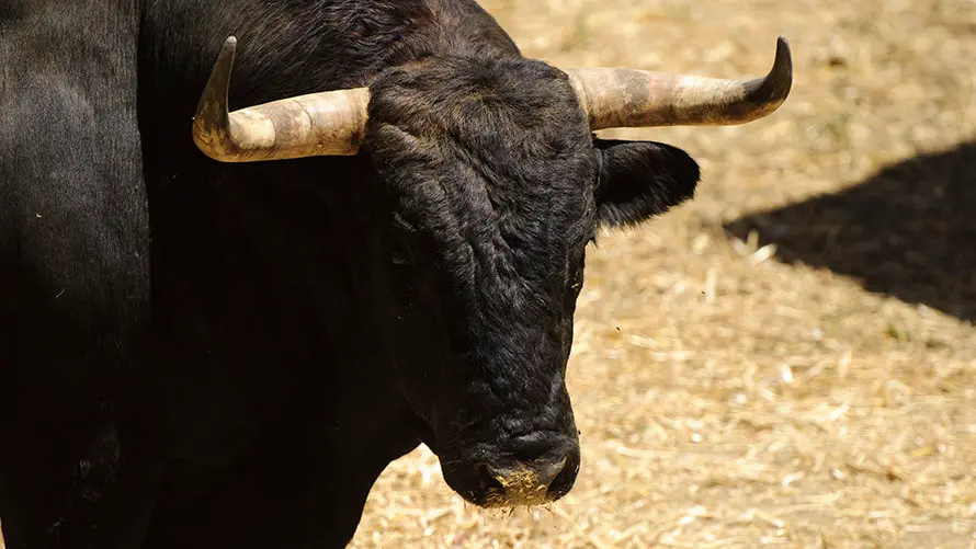 Ganadería Nuñez del Cuvillo. MIGUEL OSÉS_14