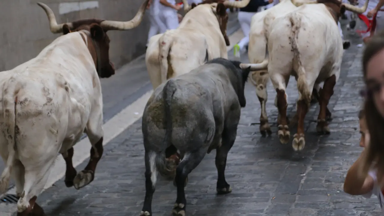 'Diputado' sube solo por la cuesta de Santo Domingo de Pamplona MIGUEL FERNÁNDEZ