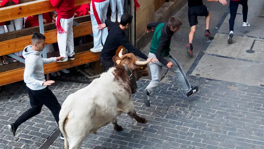 Último encierro de novillos en Estella a cargo de la ganadería Macua. MIGUEL OSÉS