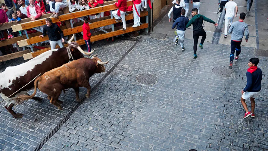 Último encierro de novillos en Estella a cargo de la ganadería Macua. MIGUEL OSÉS_1