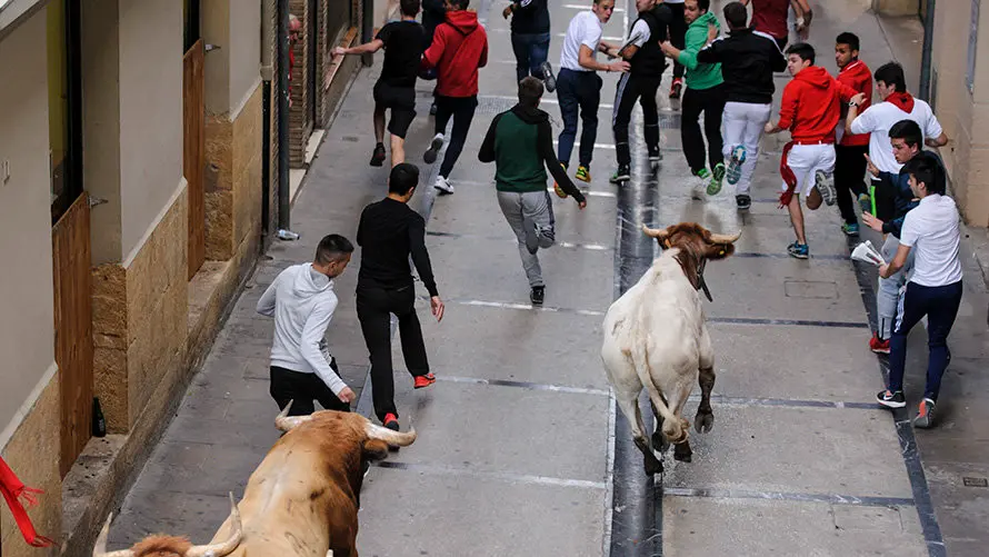 Último encierro de novillos en Estella a cargo de la ganadería Macua. MIGUEL OSÉS_2
