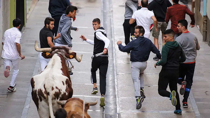 Último encierro de novillos en Estella a cargo de la ganadería Macua. MIGUEL OSÉS_3