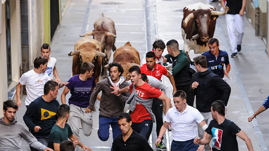 Último encierro de novillos en Estella a cargo de la ganadería Macua. MIGUEL OSÉS_6