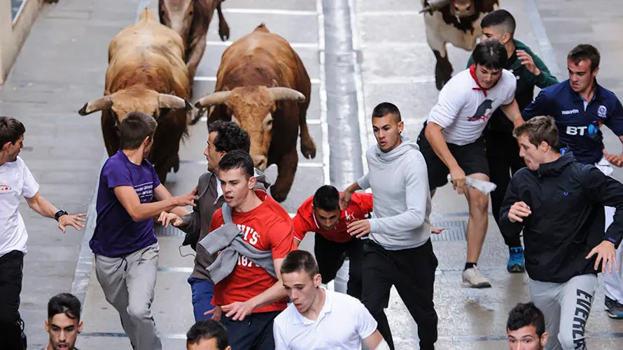 Último encierro de novillos en Estella a cargo de la ganadería Macua. MIGUEL OSÉS_8