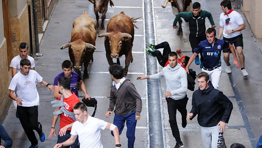 Último encierro de novillos en Estella a cargo de la ganadería Macua. MIGUEL OSÉS_9