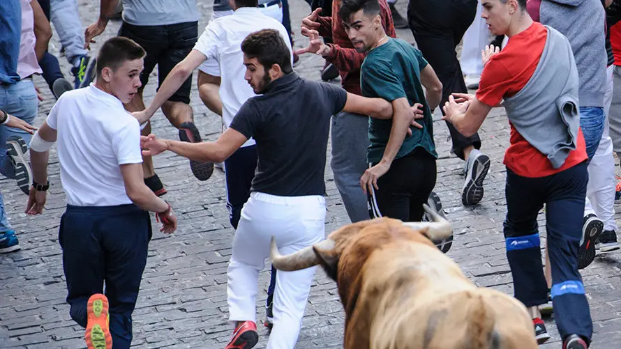 Último encierro de novillos en Estella a cargo de la ganadería Macua. MIGUEL OSÉS_12