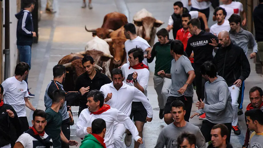 Último encierro de novillos en Estella a cargo de la ganadería Macua. MIGUEL OSÉS_13