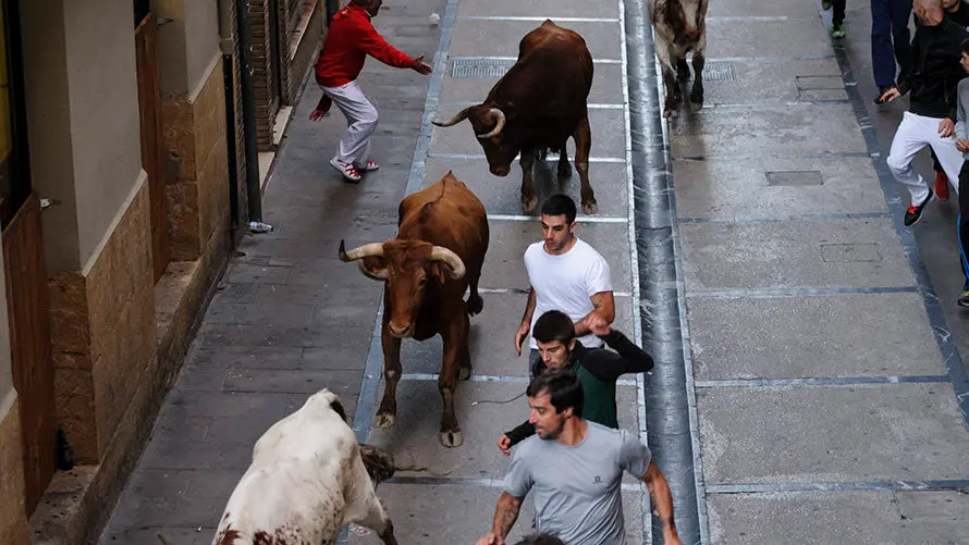 Último encierro de novillos en Estella a cargo de la ganadería Macua. MIGUEL OSÉS_16