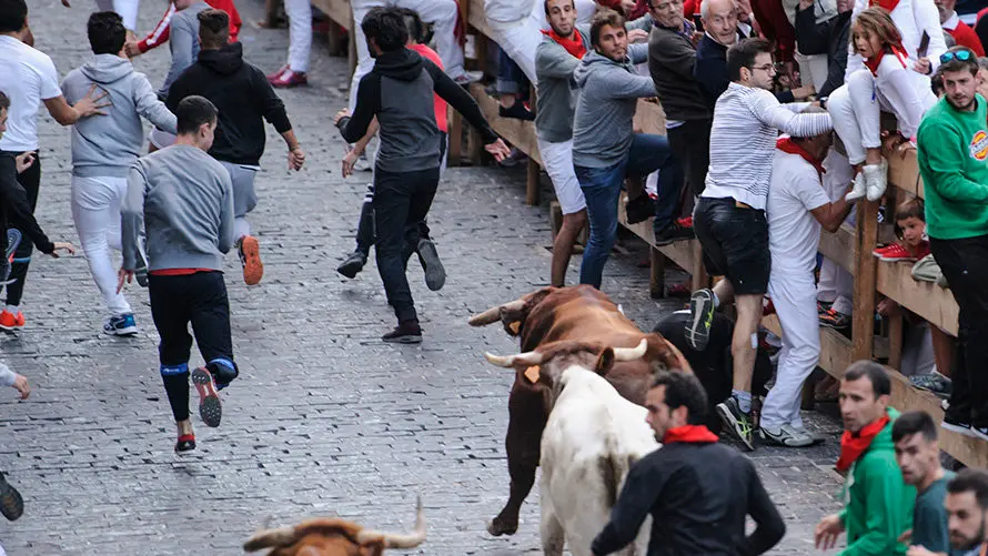 Último encierro de novillos en Estella a cargo de la ganadería Macua. MIGUEL OSÉS_17