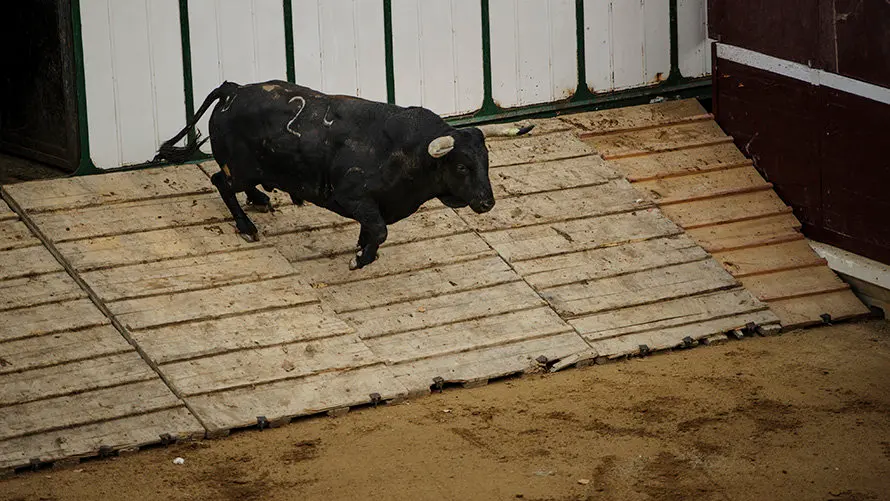 Desencajonamiento de los toros que correrán los encierros y se lidiaran en la feria de Tafalla de 2017. MIGUEL OSÉS (4)