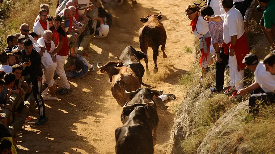 Segundo encierro del Pilón en Falces de 2017. MIGUEL OSÉS (9)