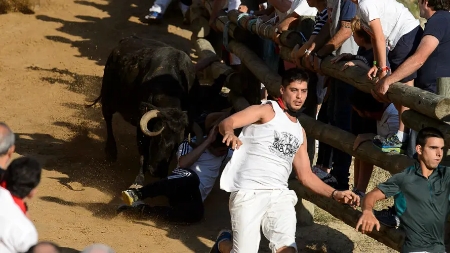 Segundo encierro del Pilón 2017 de las fiestas de Falces. PABLO LASAOSA 05