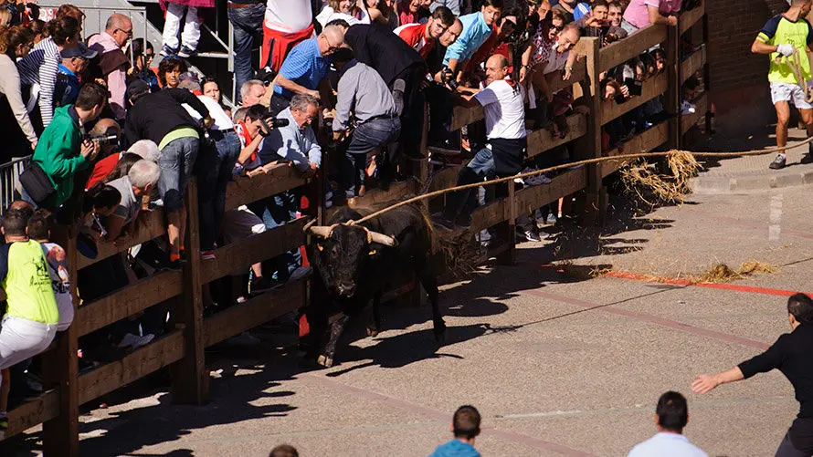 Segundo día de Soga en Lodosa, con la suelta de un toro ensogado de El Pincha. MIGUEL OSÉS (3)