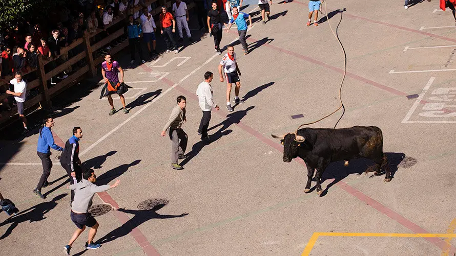Segundo día de Soga en Lodosa, con la suelta de un toro ensogado de El Pincha. MIGUEL OSÉS (5)