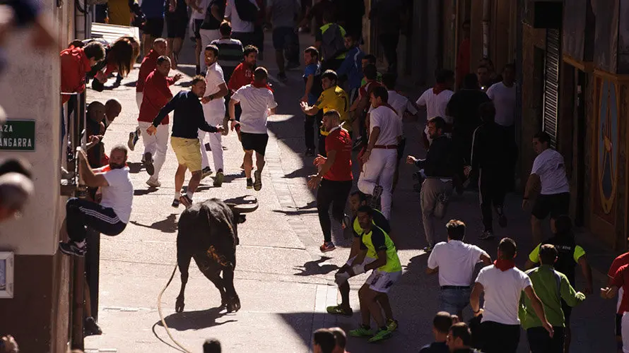 Segundo día de Soga en Lodosa, con la suelta de un toro ensogado de El Pincha. MIGUEL OSÉS (7)
